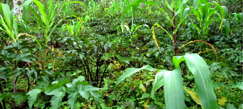 AGROECOLOGY IN JAPAN AND THE AMERICAS: HISTORY, PRACTICE AND FUTURE DIRECTIONS (1-5PM, April 26,&nbsp;2019)